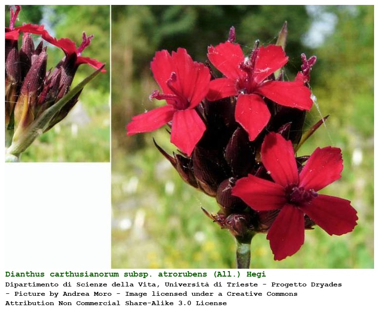 Dianthus carthusianorum subsp. atrorubens (All.) Hegi